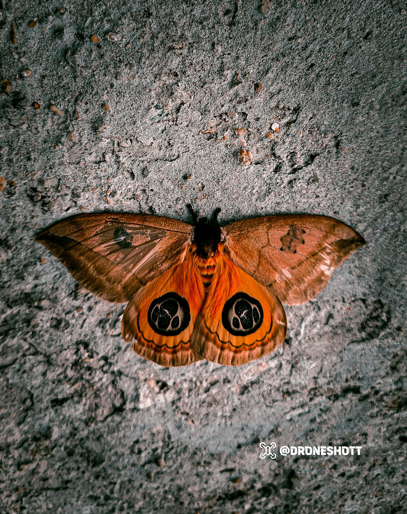 Trinidad Moth — Wildlife