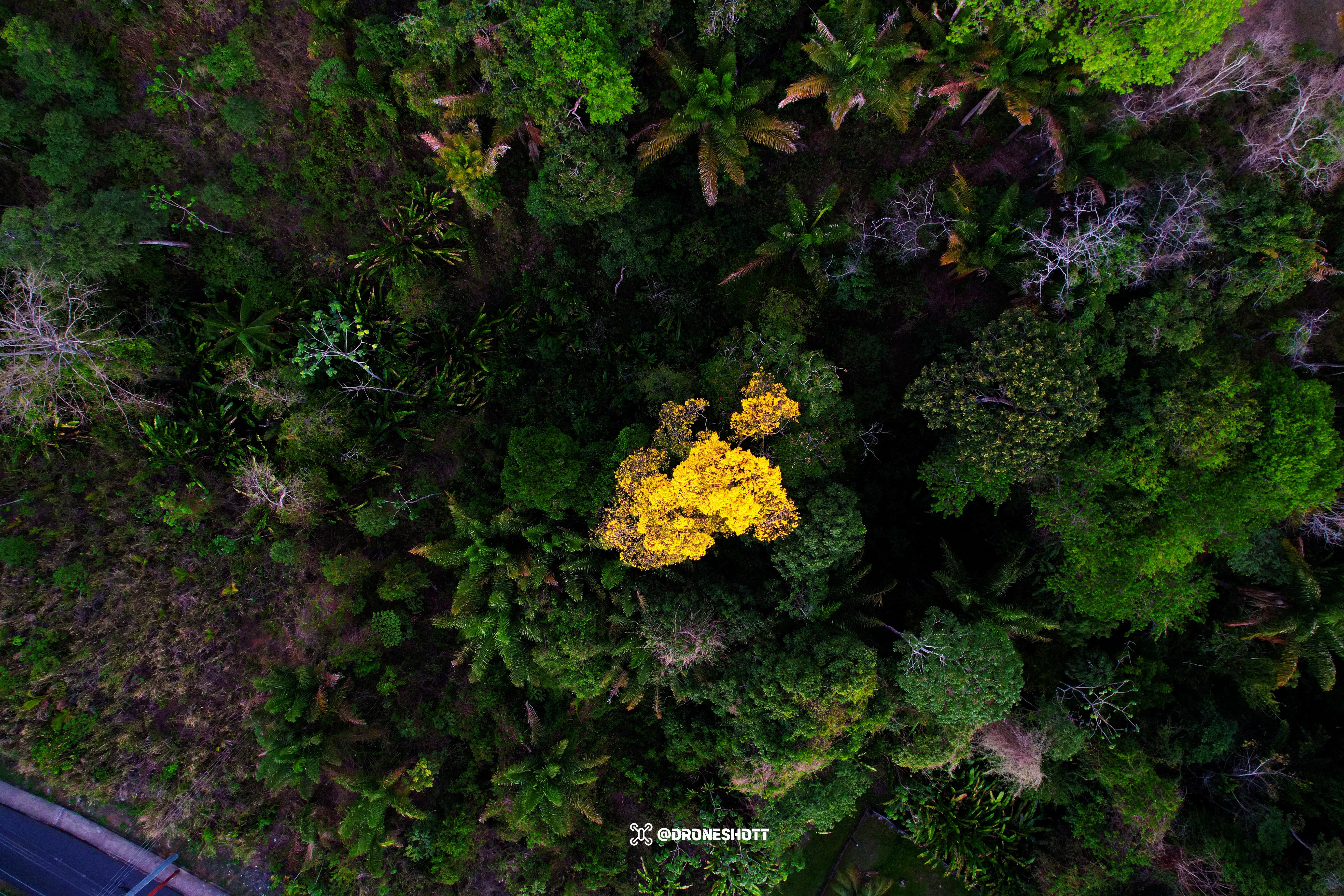 Poui Tree — Aerial